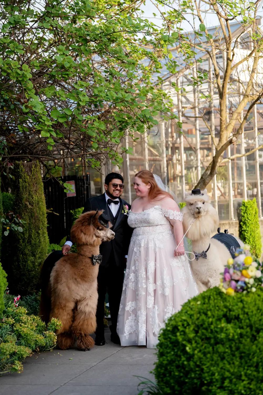 Bride and Groom Portrait with Llamas